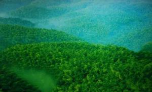 Southern Shu Bamboo Sea